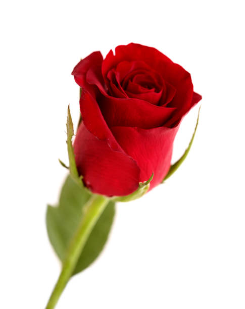 istock Beautiful dark red rose isolated on white background 1337574469
