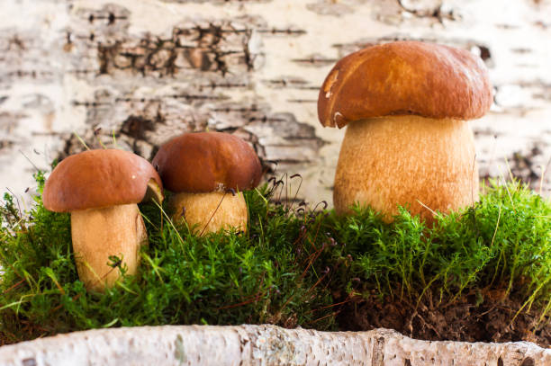 istock three boroviks in moss on the background of birch .forest composition. 1337576096