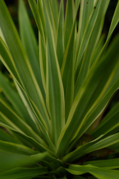 istock Close-up nature background in tropical forest area with different colored leaves. 1337577752