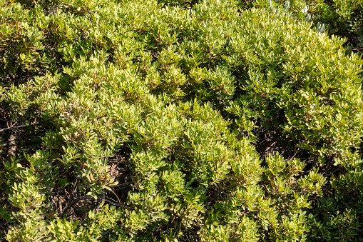 Myrtus communis tarentina or common myrtle green shrub leaves background