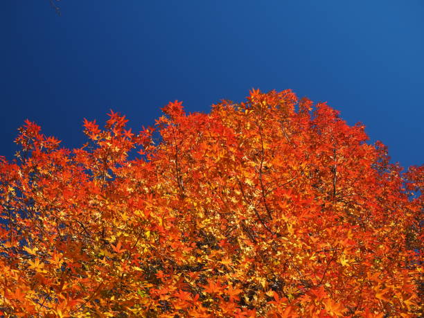 istock Autumn leaves and clear blue sky 1337579040