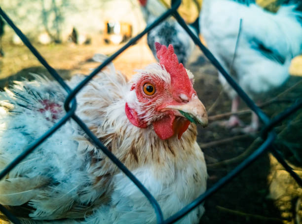 sick white hen behind the fence. close-up of a live plucked cock in a cage stock photo