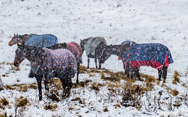 group of horses in a snow covered field -grazing while snowing