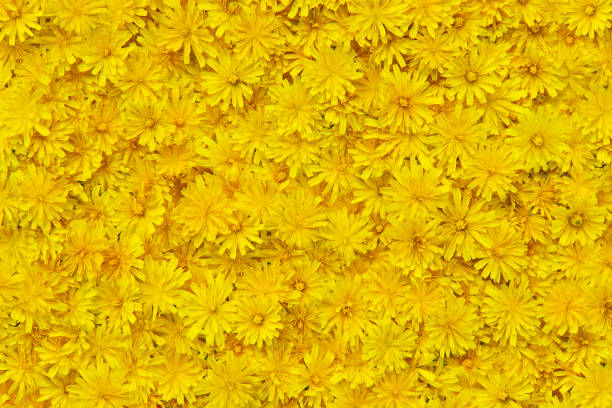 istock The yellow flowers pattern. Beautiful nature summer background. 1337580041