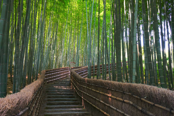 istock Bamboo Forest at Adashino, Kyoto Pref., Japan 1337583468