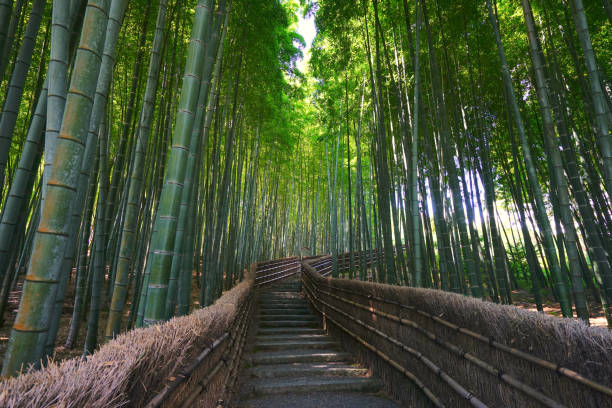 istock Bamboo Forest at Adashino, Kyoto Pref., Japan 1337583721
