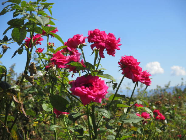 istock Beautifully blooming red roses in sunny summer 1337584780