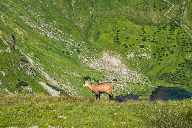 tatra chamois (rupicapra rupicapra tatrica) in western tatras, slovakia - 16318 imagens e fotografias de stock