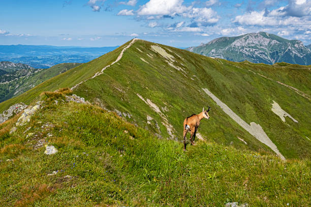 camoscio di tatra (rupicapra rupicapra tatrica) nei tatra occidentali, slovacchia - 16326 foto e immagini stock