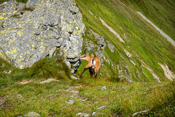 tatra-gämse (rupicapra rupicapra tatrica) in der westtatra, slowakei - 16331 stock-fotos und bilder