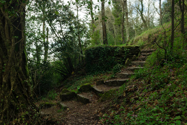 istock Side view of some old rock stairs in the forest 1337585045