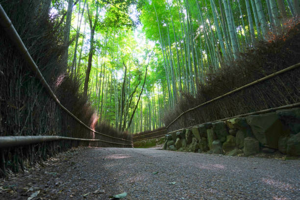 las bambusowy, arashiyama, kioto pref., japonia - sagano zdjęcia i obrazy z banku zdjęć