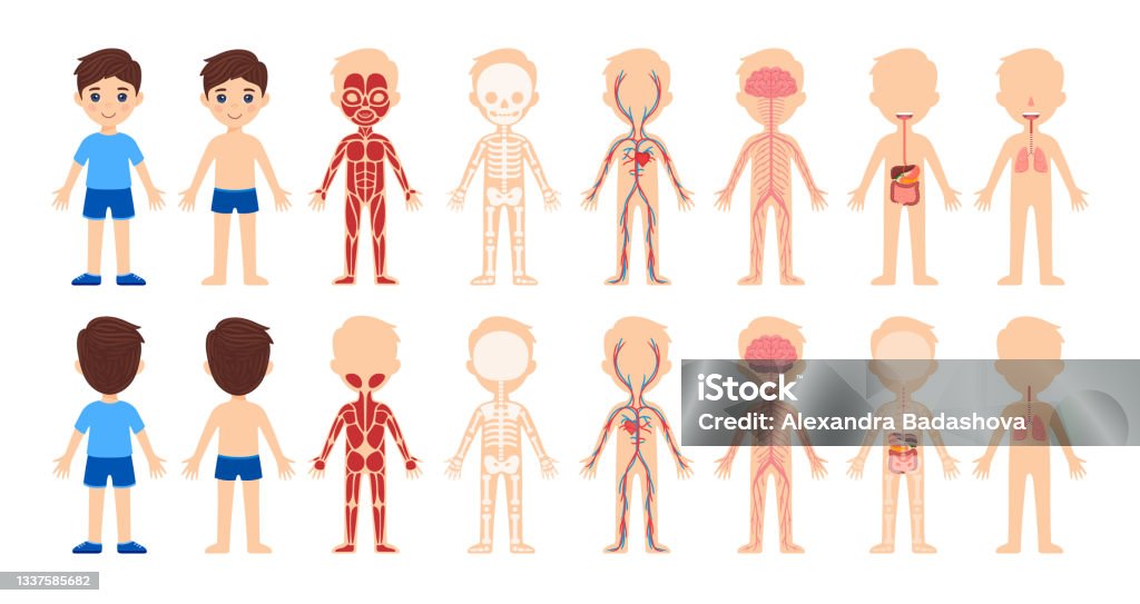 Ilustración de Conjunto De Niños De Dibujos Animados Aislados Y Sistema De Cuerpo Humano Vistas Delanteras Y Traseras Anatomía Corporal Educación Para Niños Esqueleto Músculos Circulatorio Nervioso Digestivo Sistemas Respiratorios Estilo De Ilustración de Conjunto De Niños De Dibujos Animados Aislados Y Sistema De Cuerpo Humano Vistas Delanteras Y Traseras Anatomía Corporal Educación Para Niños Esqueleto Músculos Circulatorio Nervioso Digestivo Sistemas Respiratorios Estilo De