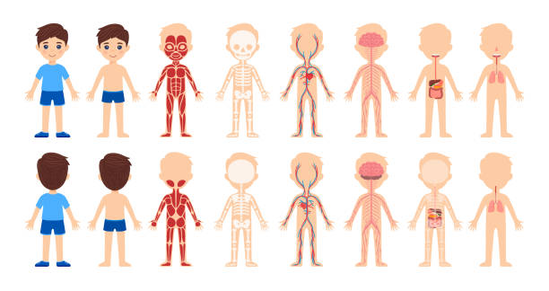 stockillustraties, clipart, cartoons en iconen met set of isolated cartoon boys and human body system.front and back views. body anatomy,education for children.skeleton,muscles, circulatory,nervous,digestive, respiratory systems.cartoon style. vector. - neurology child