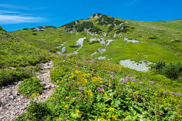 꽃이 피는 초원, 벨리안스케 타트라스 산, 슬로바키아 - 16377 뉴스 사진 이미지