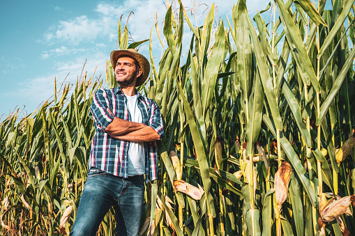 Happy farmer is proudly posing by his growing corn field.