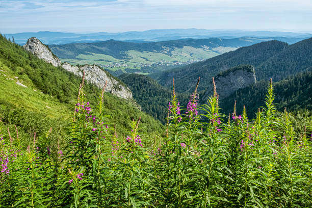 plantas floridas, montanha belianske tatras, eslováquia - 16368 - fotografias e filmes do acervo