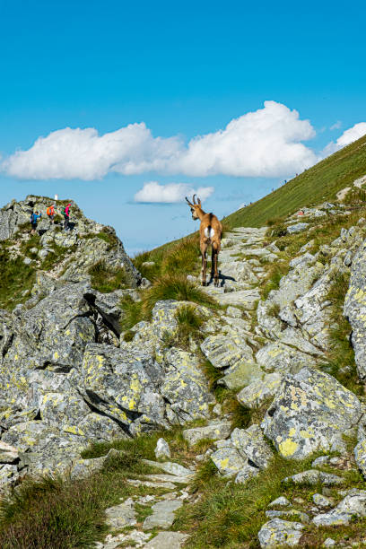 camoscio di tatra (rupicapra rupicapra tatrica) nei tatra occidentali, slovacchia - 16330 foto e immagini stock