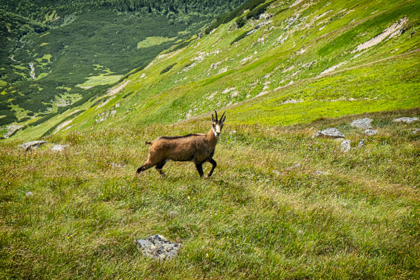 tatra chamois (rupicapra rupicapra tatrica) in western tatras, slovakia - 16315 imagens e fotografias de stock