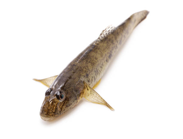 Mahaze, Japanese goby isolated on white background
