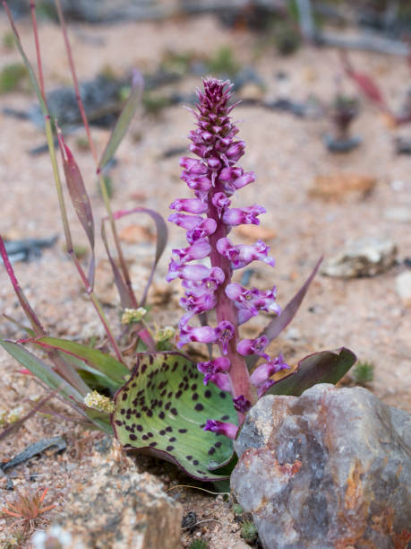 Flesh Viooltjie (Lachenalia carnosa) flat leafed plant