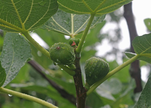 Unripe fruits of the fig tree in the rain stock photo