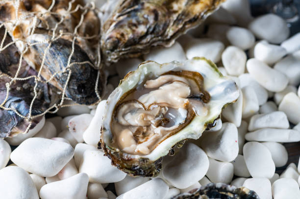 istock Tasty oysters on white stones. Uncooked seafood. 1337587620