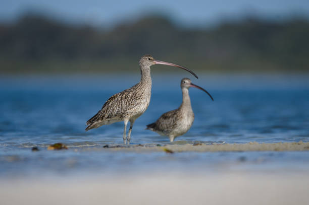 waders waders wader bird stock pictures, royalty-free photos & images