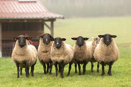 un lindo grupo de ovejas en un pasto se paran una al lado de la otra y miran a la cámara photo