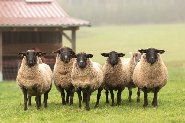 un lindo grupo de ovejas en un pasto se paran una al lado de la otra y miran a la cámara - flock of sheep fotografías e imágenes de stock