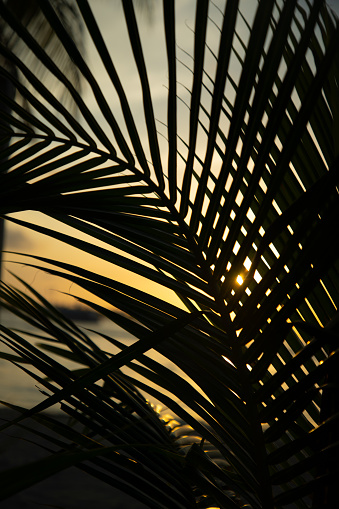 Abstract shot of verdant tropical ferns at sunrise