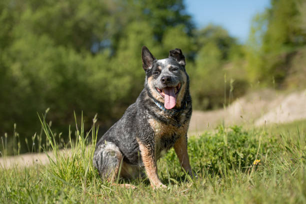 친절한 순종의 늙은 호주 가축 개가 초원에 앉아 있습니다. - cattle dog 뉴스 사진 이미지