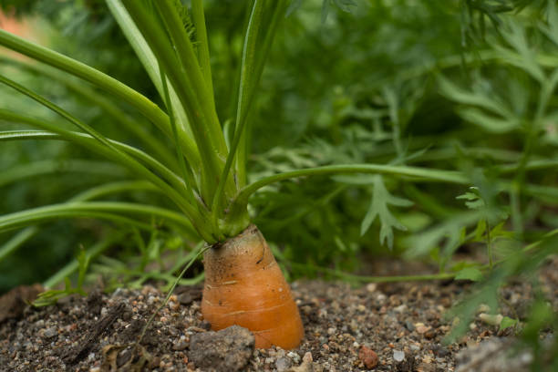 istock Carrots growing in the vegetable garden. 1337591161