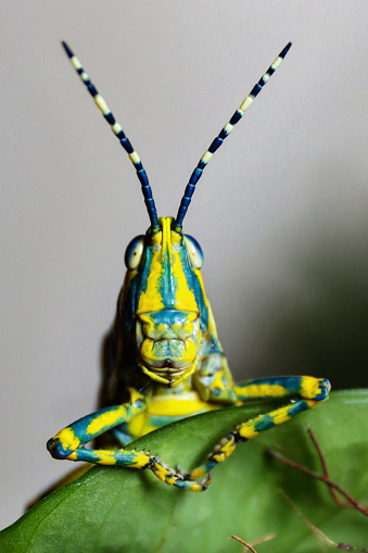 Stock photo showing a close-up view of painted grasshopper (Poekilocerus pictus) sitting on wet, glossy green leaf of golden pothos or devil's ivy (Epipremnum aureum).