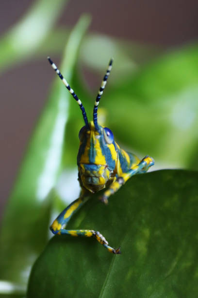 Image headshot of Painted grasshopper (Poekilocerus pictus) looking over edge of  glossy green leaf of devil's ivy (Epipremnum aureum), focus on foreground Stock photo showing a close-up view of painted grasshopper (Poekilocerus pictus) sitting on wet, glossy green leaf of golden pothos or devil's ivy (Epipremnum aureum). painted grasshopper stock pictures, royalty-free photos & images