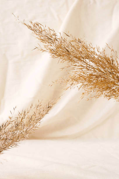 Dry plant on linen fabric minimalistic background