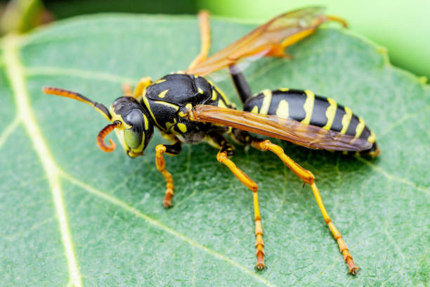 istock Yellow Jacket Wasp Insect on Green Leaf Macro 1337593988