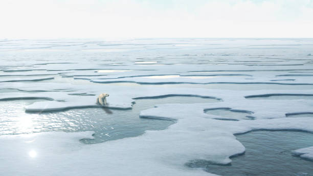 istock Polar Bear Sitting on Melting ice landscapeNorth Pole 1337594072