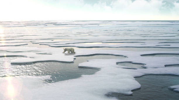 istock Polar Bear Sitting on Melting ice landscapeNorth Pole 1337594089