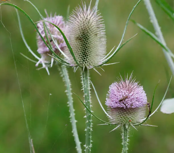 Tall biennial, to 2m; stem erect, prickly on the angles. Basal leaves in a large rosette, oblong-elliptical, untoothed, prickly, withering early in the second season; stem-leaves linear-lanceolate, the pairs fused together around the stem at their bases. Flowers pinkish-purple, in large spiny oblong-cylindrical heads, 3-8cm long.
Habitat: On many places, especially on clay soils.
Flowering Season: July-august.
Distribution: Britain, Belgium, Holland, France, Italy and Germany; naturalized in Denmark.

This beautiful Species is much to be seen in the River Area of the Netherlands.