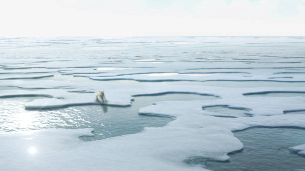 istock Polar Bear Sitting on Melting ice landscapeNorth Pole 1337594152