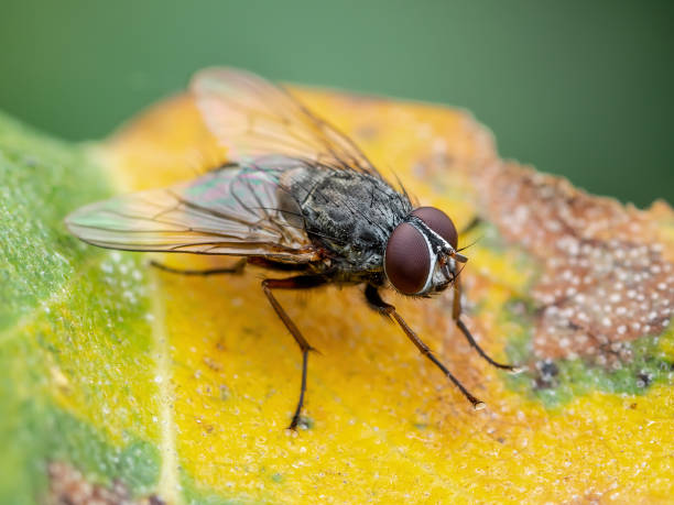 Meat Fly Diptera Parasite Insect on Leaf Macro