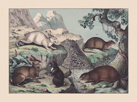 Rodents: a) European hare (Lepus europaeus); b) Mountain hare (Lepus timidus); c) European rabbit (Oryctolagus cuniculus); d) Castor fiber (Eurasian beaver); e) Muskrat (Ondatra zibethicus). Hand colored chromolithograph, published in 1869.