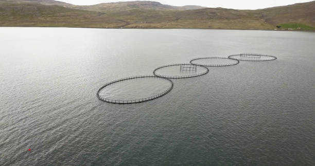 istock Aerial view over fish ponds in Iceland 1337597229