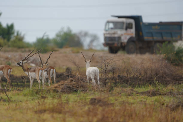 Indian Blackbuck or Indian Antelope's one of the last refuge of small pack near Thol Bird Sanctuary, Ahmedabad, India and facing Habitat loss due to expansion of urbanisation. Grassland is being converted into urban residential plots. indian blackbuck o indian antelope es uno de los últimos refugios de pequeñas manadas cerca de thol bird sanctuary, ahmedabad, india y se enfrenta a la pérdida de hábitat debido a la expansión de la urbanización. el paquete incluye un blackbuck albin