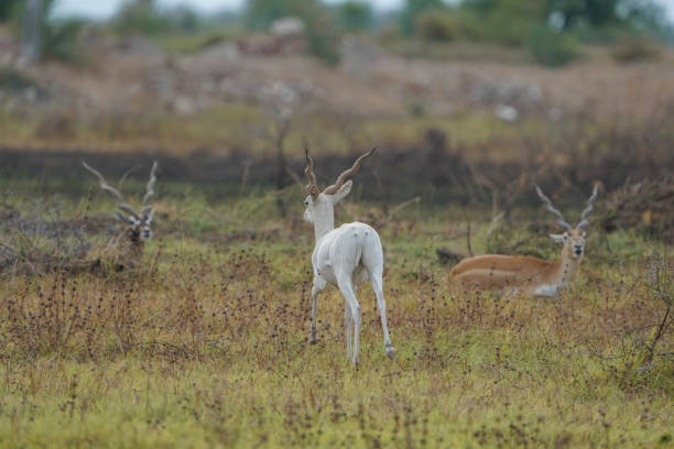 Indian Blackbuck or Indian Antelope's one of the last refuge of small pack near Thol Bird Sanctuary, Ahmedabad, India and facing Habitat loss due to expansion of urbanisation. Grassland is being converted into urban residential plots. indian blackbuck o indian antelope es uno de los últimos refugios de pequeñas manadas cerca de thol bird sanctuary, ahmedabad, india y se enfrenta a la pérdida de hábitat debido a la expansión de la urbanización. el paquete incluye un blackbuck albin