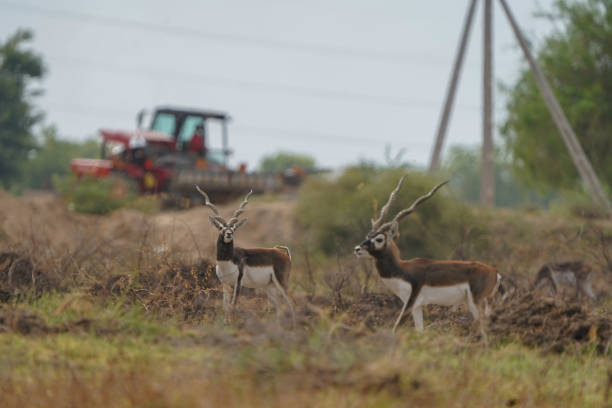 Indian Blackbuck or Indian Antelope's one of the last refuge of small pack near Thol Bird Sanctuary, Ahmedabad, India and facing Habitat loss due to expansion of urbanisation. Grassland is being converted into urban residential plots. indian blackbuck o indian antelope es uno de los últimos refugios de pequeñas manadas cerca de thol bird sanctuary, ahmedabad, india y se enfrenta a la pérdida de hábitat debido a la expansión de la urbanización. el paquete incluye un blackbuck albin