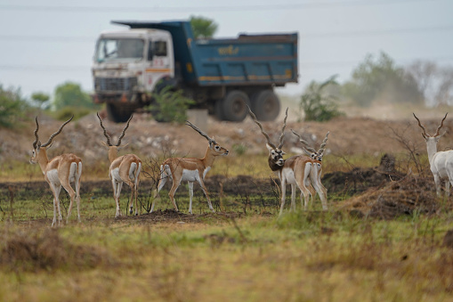 Indian Blackbuck or Indian Antelope's one of the last refuge of small pack near Thol Bird Sanctuary, Ahmedabad, India and facing Habitat loss due to expansion of urbanisation. Grassland is being converted into urban residential plots.