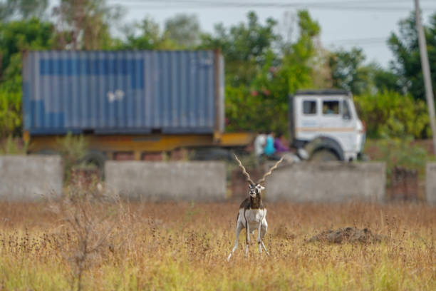 Indian Blackbuck or Indian Antelope's one of the last refuge of small pack near Thol Bird Sanctuary, Ahmedabad, India and facing Habitat loss due to expansion of urbanisation. Grassland is being converted into urban residential plots. indian blackbuck o indian antelope es uno de los últimos refugios de pequeñas manadas cerca de thol bird sanctuary, ahmedabad, india y se enfrenta a la pérdida de hábitat debido a la expansión de la urbanización. el paquete incluye un blackbuck albin