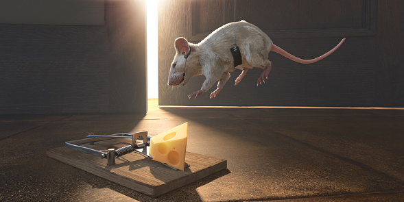 A conceptual image illustrating strategy and risk with a white mouse hanging mid-air in a harness, wearing a communication headset with earpiece and microphone being lowered towards a primed mousetrap load with Swiss cheese on a tiled floor. Light From a slightly ajar door illuminates the scene.
